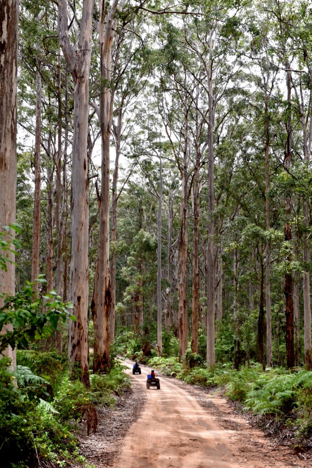 EcoAdventures Electric Quad Bike Tours