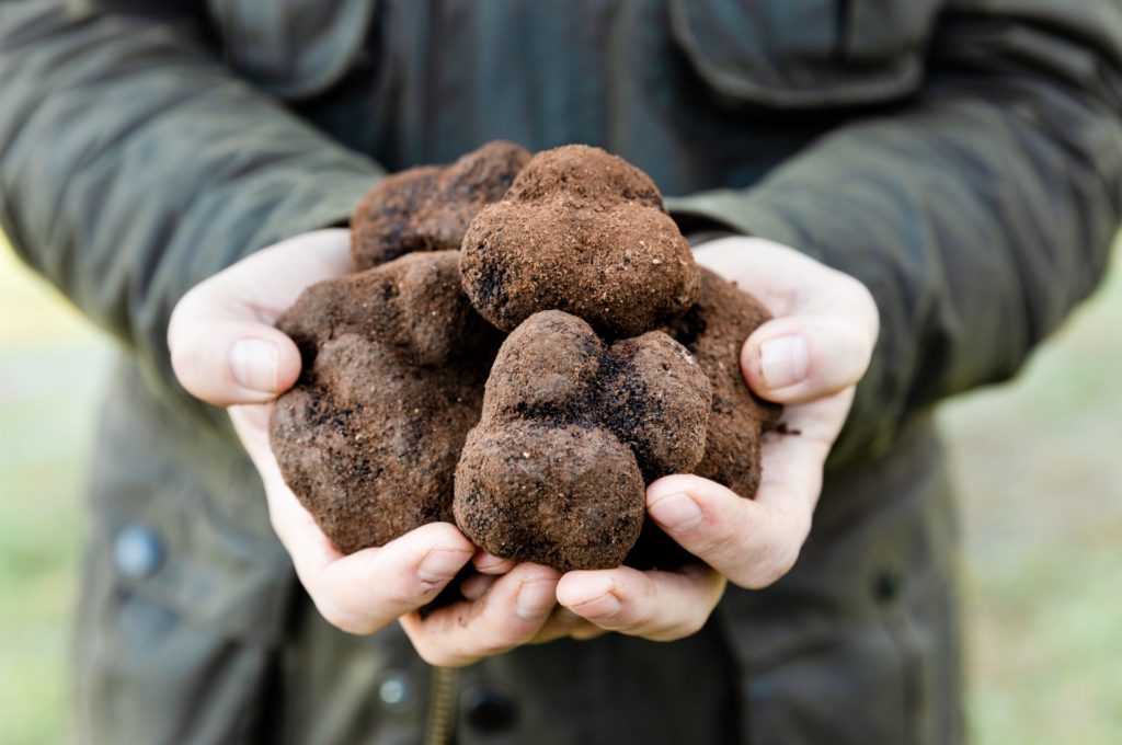 Australian Truffle Traders Your Margaret River Region