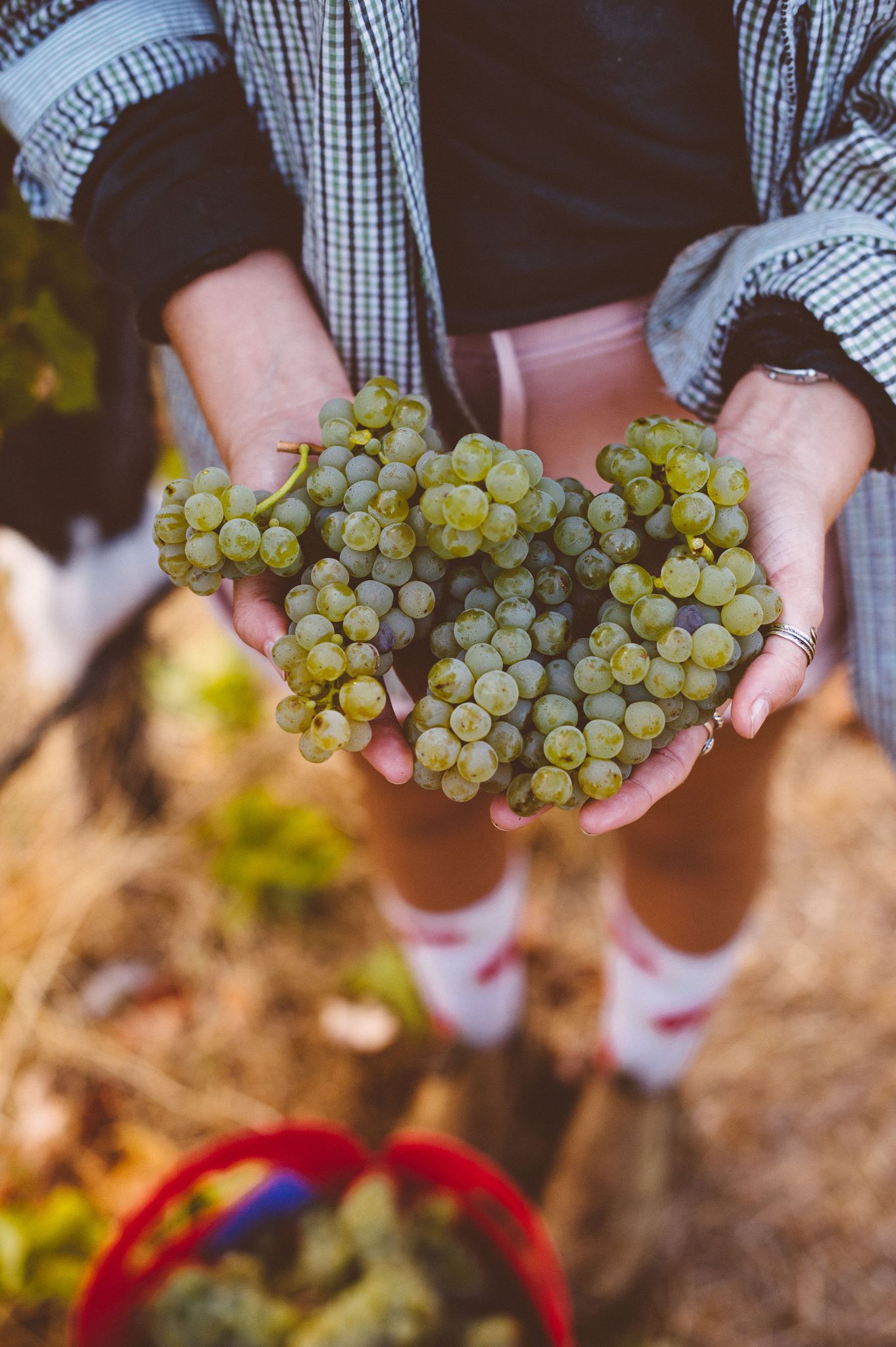 Vintage Grapes