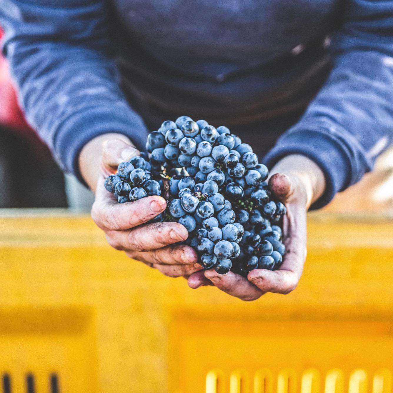 Voyager Estate Cabernet Grapes