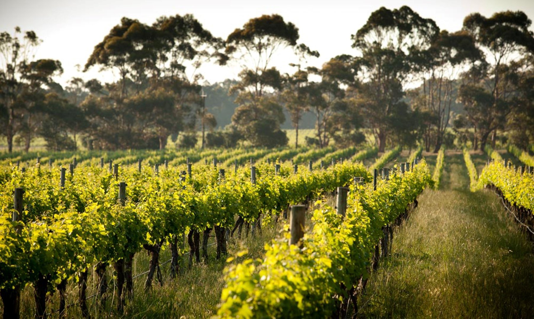 Cape Mentelle Vineyards Margaret River