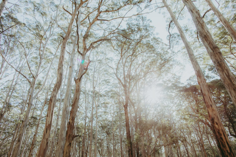 A photo of tall karri trees with light shining through