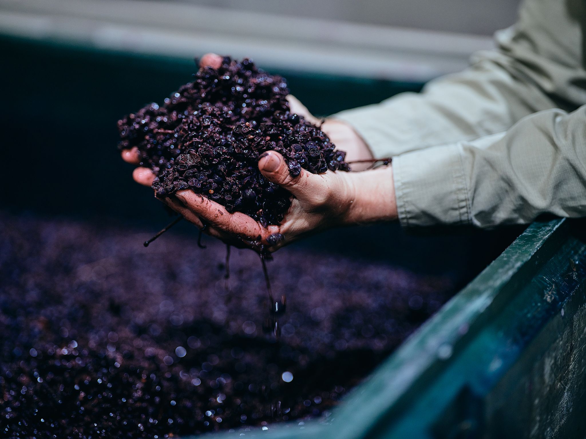 Juniper Estate Malbec Grapes Photo Credit: Russel Ord