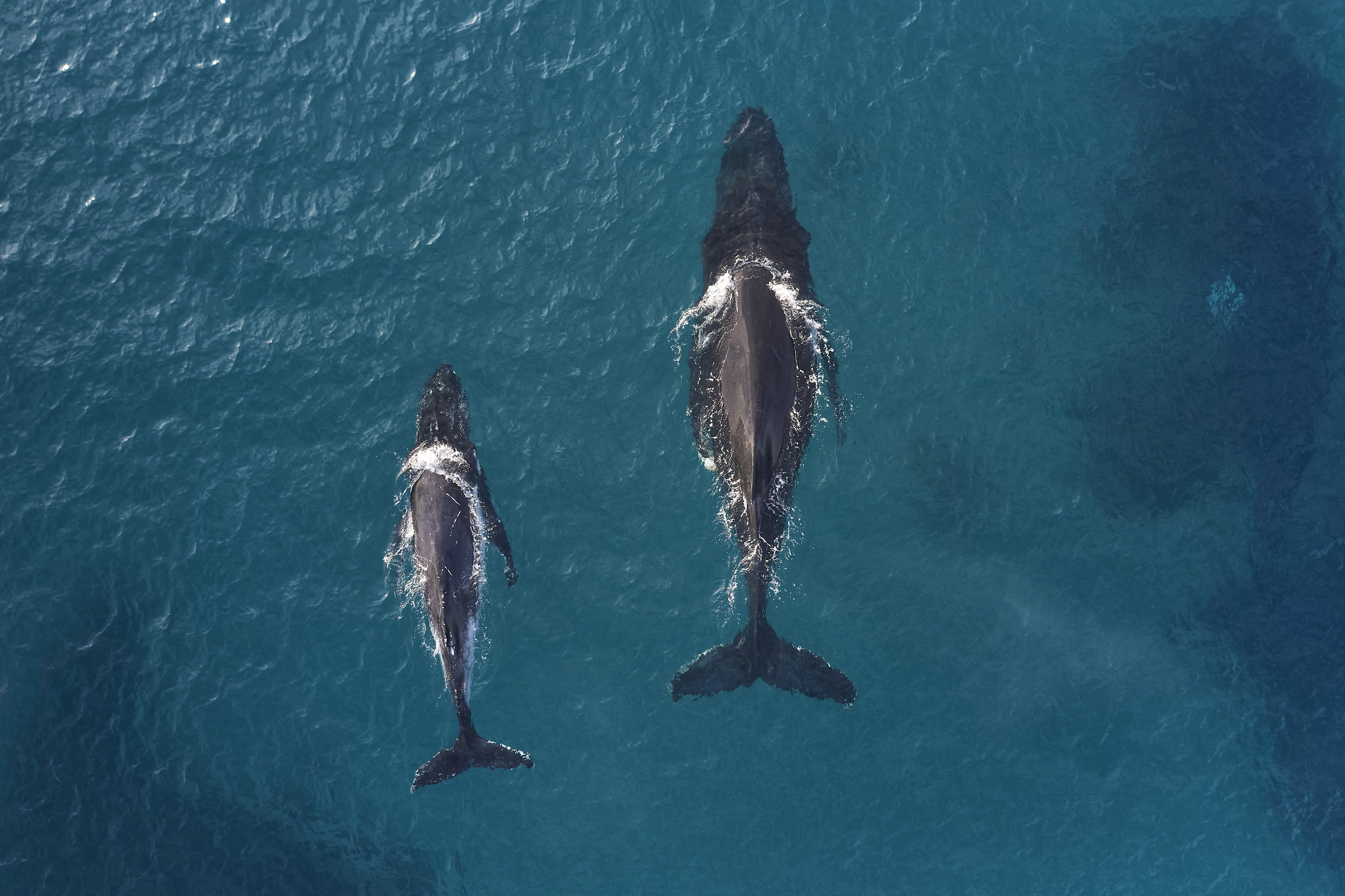 Whale Watching Credit Tim Campbell Photo