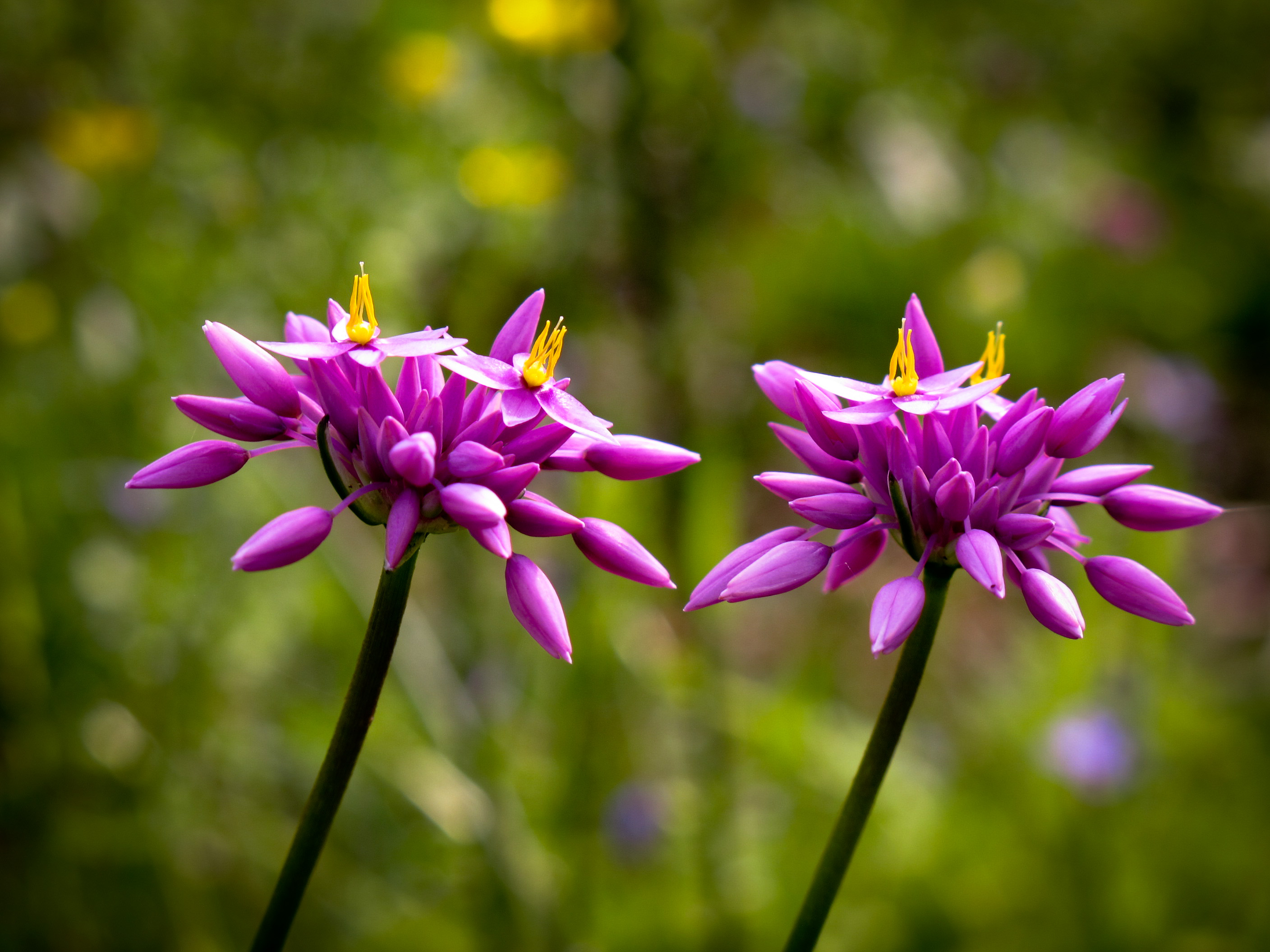 Wildflowers Margaret River Credit Sean Blocksidge